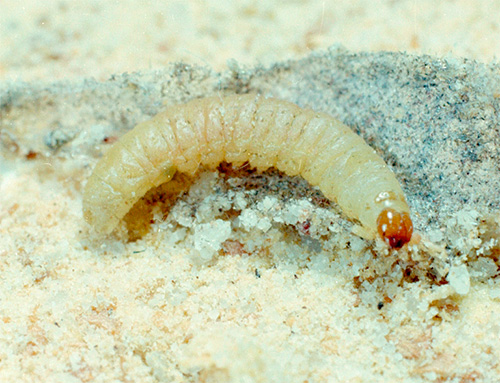 Larve de mite alimentaire (pyrale de la farine)
