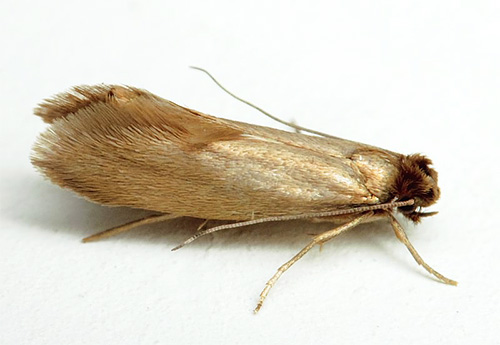 La tignola dei vestiti è esattamente il parassita di cui soffrono in primo luogo le nostre cose nell'armadio.