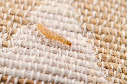 Qualsiasi materiale naturale è adatto per il cibo per le larve di falena dei vestiti.