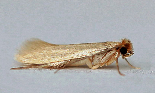 Foto di vestiti falena