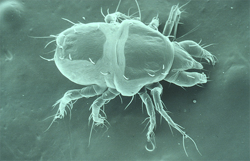 Foto di un acaro della scabbia al microscopio: ha 8 zampe (e i pidocchi ne hanno solo 6)