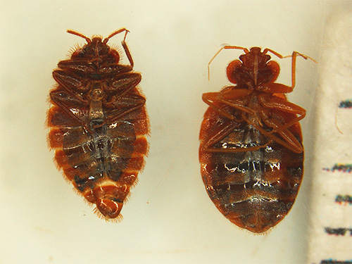 La combinaison de deux insecticides puissants dans Cucaracha vous permet d'obtenir un effet empoisonnant élevé du médicament sur les punaises de lit