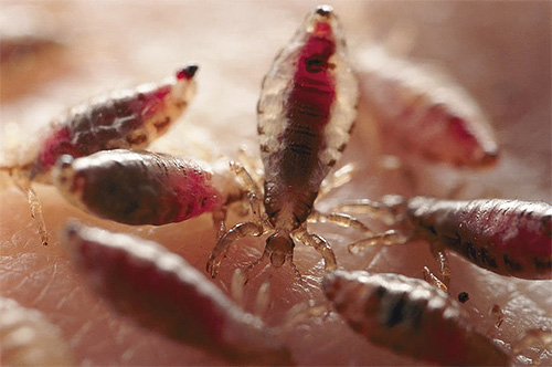 Linen lice on the human body