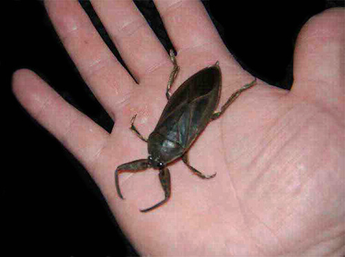 Den badande kommer uppenbarligen inte att vara frisk om han blir biten av en gigantisk vattenbug