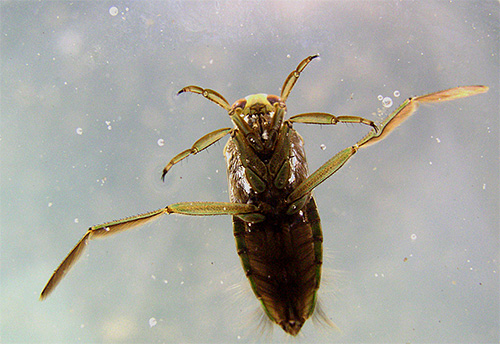 Vattenbuggens strömlinjeformade form gör det lätt att simma