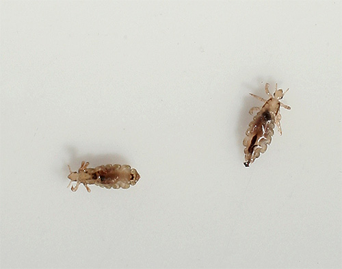 En liten mängd löss på huvudet känns nästan inte av barnet, så föräldrar slår vanligtvis larm redan med avancerad pedikulos