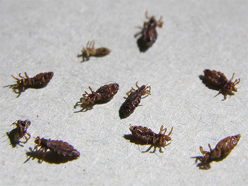 Det är kombinationen av ett lössmedel och den efterföljande kamningen av insekter och nit från håret som ger en särskilt stark effekt i kampen mot parasiter.