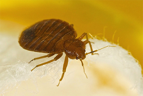Foto ravvicinata di una cimice