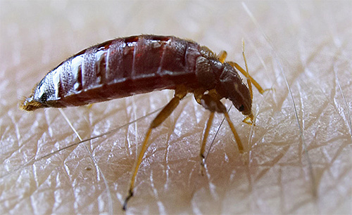 Le cimici si nutrono esclusivamente di sangue, quindi semplicemente non risponderanno all'esca con l'odore del cibo.