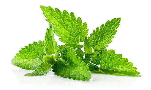 Des feuilles de menthe broyées sont mélangées avec du jus de grenade et frottées sur le cuir chevelu.