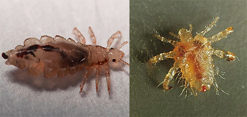 Que tipos de piolhos parasitam em humanos