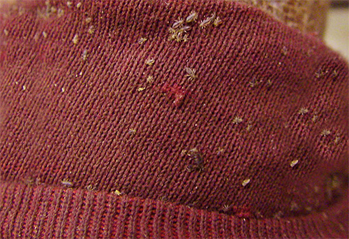 Piolhos do corpo na roupa