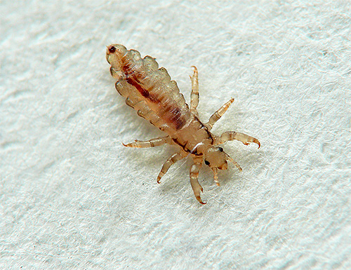 Piolho de roupa em tecido