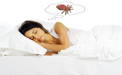 Let's see what various dream books say about the appearance of lice in a dream