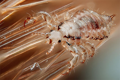 Seeing a louse on your hair in a dream can mean unresolved problems.
