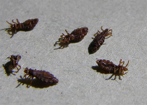 The destruction of lice in a dream, according to some dream books, predicts good luck in life.