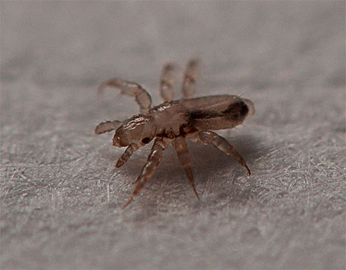 The subconscious turns some unresolved problem into the image of one louse in a dream