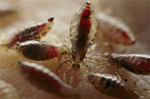 Seeing a lot of lice in a dream indicates the presence of a lot of trouble in life.