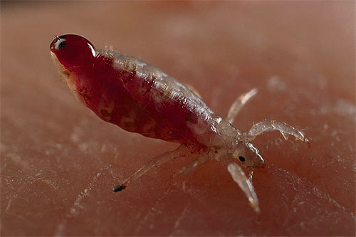 According to the Dream Interpretation of September, October and November Birthdays, if lice bite in a dream, then you need to reconsider your attitude to the situation in life