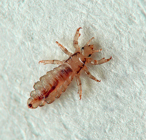 The appearance of linen lice in a dream can have a completely different meaning than the appearance of head or pubic lice.