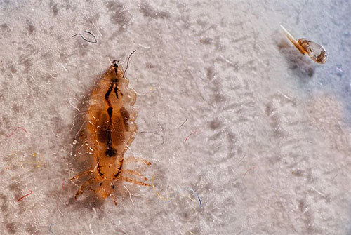 In the photo - linen louse and its nits