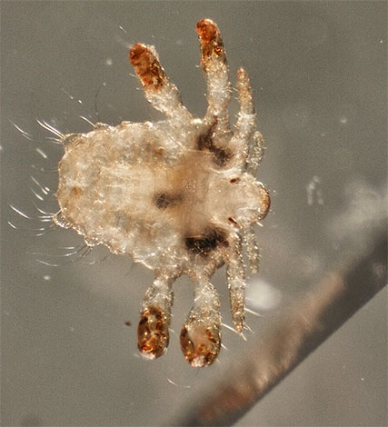 Some dream books predict an improvement in well-being if a pubic louse appears in a dream
