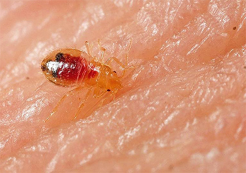 Na fotografii je larva ploštice.