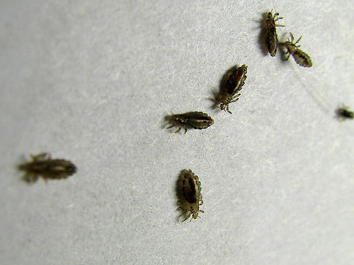 Le plus souvent, les poux sur les cheveux dans un rêve apparaissent sous la forme d'insectes noirs.