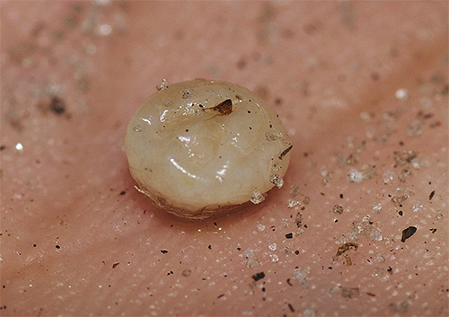 pulga de areia feminina