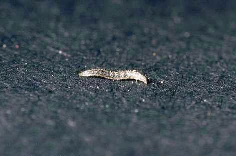 A larva de uma pulga come de forma completamente diferente de um adulto.