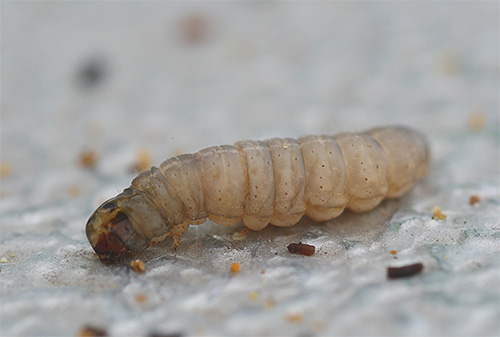 A larva da pulga difere do adulto da mesma forma que a larva da mariposa mostrada na foto difere da borboleta da mariposa.