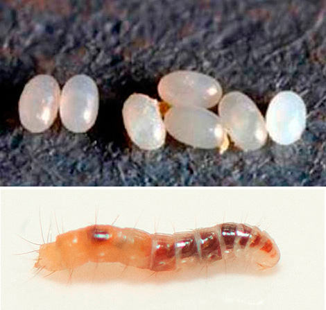 Acima na foto - ovos de pulgas, abaixo - larva