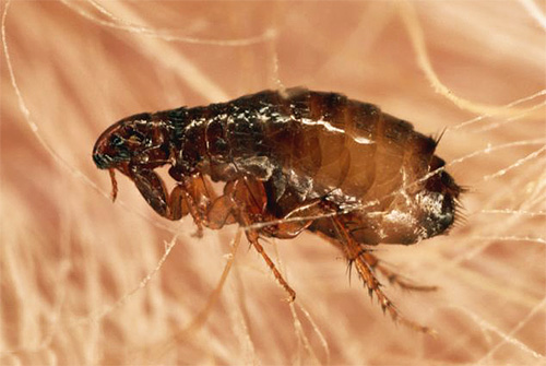Fipronil spôsobuje paralýzu a smrť bĺch pomerne rýchlo