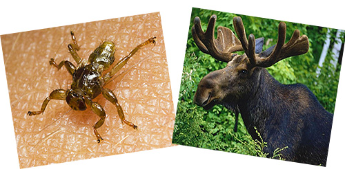 Mari cuba fikirkan apa itu kutu moose dan sama ada ia berbahaya kepada manusia