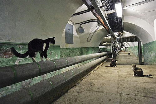 Котките, живеещи в мазета, могат лесно да заразят домашни любимци с бълхи.