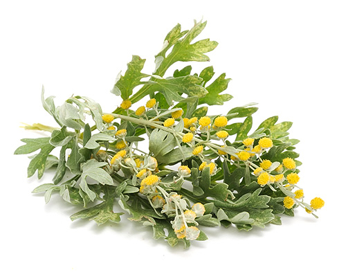 Mari kita cuba memahami beberapa nuansa menghalau kutu dengan wormwood ...