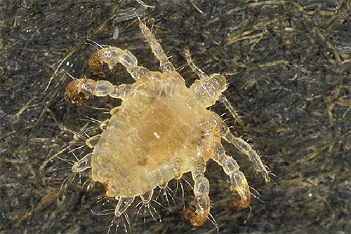 Fotografia voš ohanbia