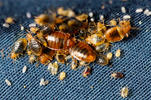We get acquainted with the features of the procedure for disinsection from bedbugs ...