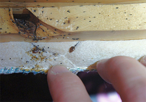 Temperature treatment requires a long freezing of the room, or its warming up to a temperature above 45 degrees