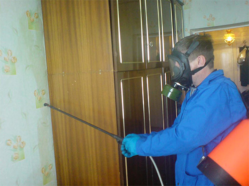Almost every city has its own SES, which quite successfully disinfests apartments from bedbugs