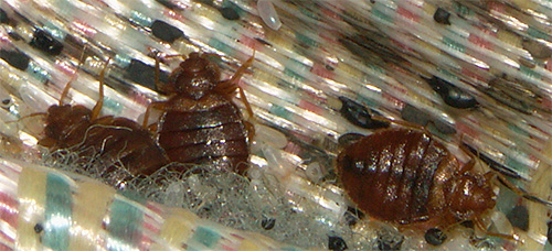 The cost of treating a one-room apartment from bedbugs is usually not much more expensive than the cost of drugs for self-control of parasites.