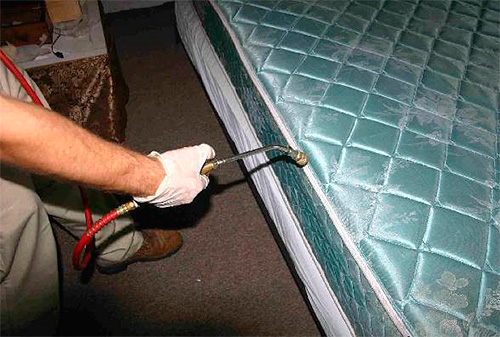 As a rule, disinfestation of premises from bedbugs is carried out using insecticides.