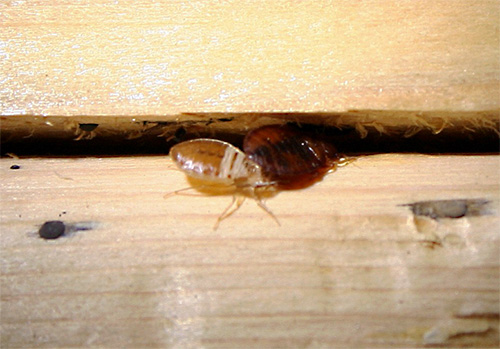 The use of insecticidal aerosols and sprays allows you to destroy bedbugs even in hard-to-reach places