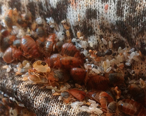 City pest control services almost always prefer the use of insecticides to kill bed bugs.