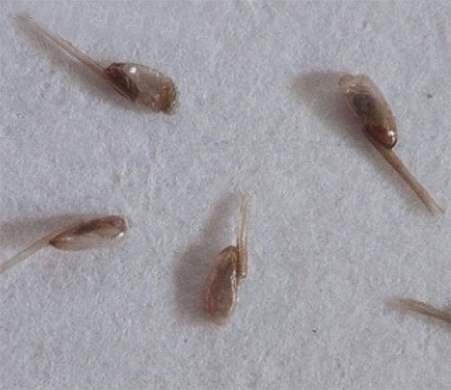 Quasi tutti i rimedi per pidocchi e lendini dovrebbero essere combinati con la pettinatura dei parassiti con un pettine.