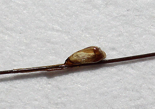 Anche quando la larva del pidocchio lascia la lendine, il guscio continua a rimanere appeso ai capelli (lendini asciutti)