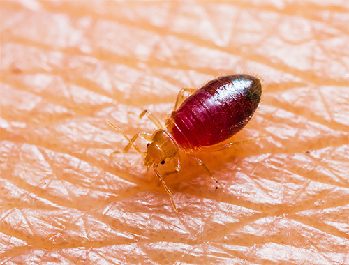 Aby ste sa zbavili ploštice domácej, je lepšie uprednostniť moderné insekticídne prípravky.