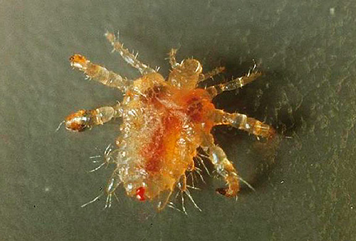 เราทำความคุ้นเคยกับลักษณะของการปรากฏตัวและชีววิทยาของ pubic lice