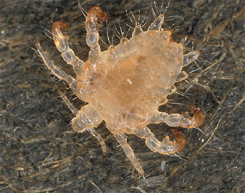 เปลือกของ pubic lice มีลักษณะโปร่งแสง ซึ่งทำให้มองเห็นได้น้อยลงในร่างกายมนุษย์