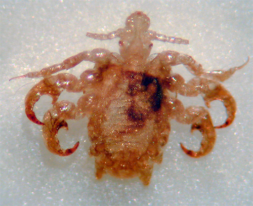 Pubic louse กำลังขยายสูง